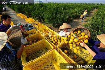 明乐农场采摘新会大红柑