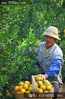 明乐农场采摘新会大红柑