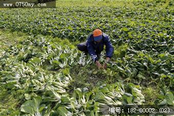 菜干飘香