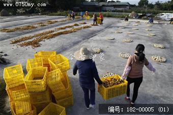 新会陈皮香飘四海