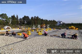 新会陈皮香飘四海