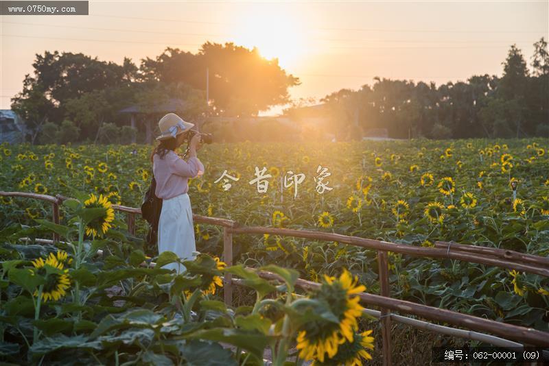 晨曦_旅游,景色,环境,大鳌