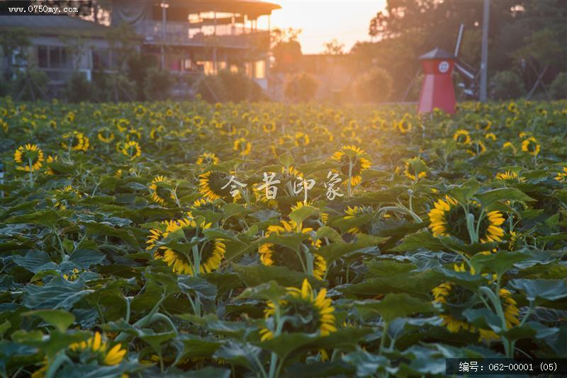 晨曦_旅游,景色,环境,大鳌