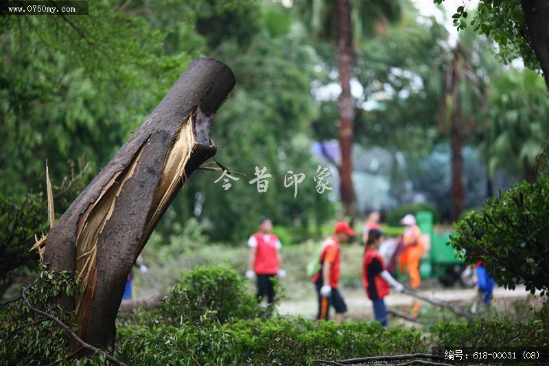 超强台风天鸽过后的义工们_超强台风天鸽,义工,义工活动,志愿者,会城,清洁,名人广场