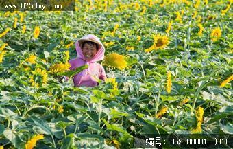 大鳌东风村向日葵花