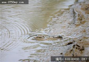 新会银湖湾跳跳鱼