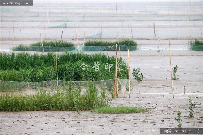 新会银湖湾跳跳鱼_银湖湾,跳跳鱼,生态,乡村,崖门,环境