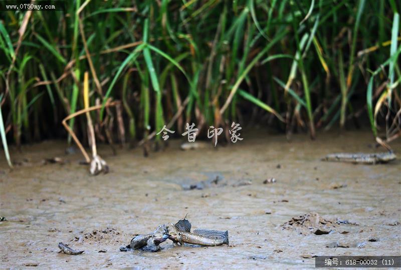 新会银湖湾跳跳鱼_银湖湾,跳跳鱼,生态,乡村,崖门,环境