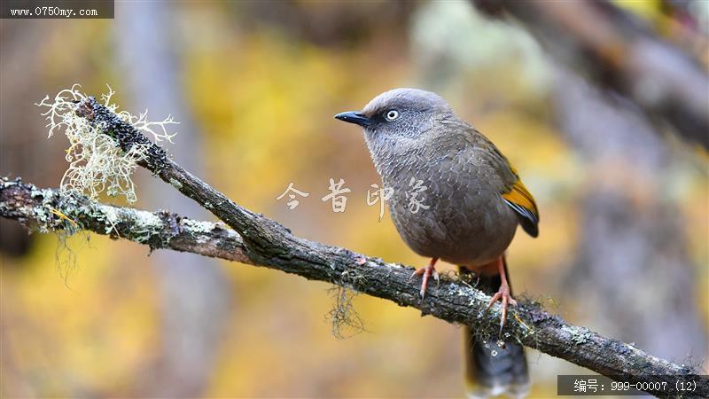 稻城亚丁_风景,景色,自然景观,自然,旅游记事