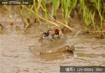 银湖湾跳跳鱼