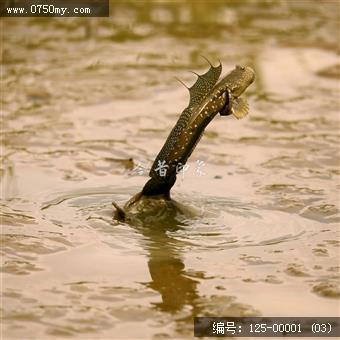 银湖湾跳跳鱼