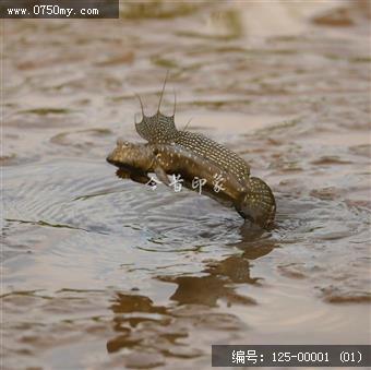 银湖湾跳跳鱼