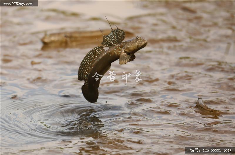 银湖湾跳跳鱼_崖门,银湖湾,跳跳鱼,乡村,生态,环境