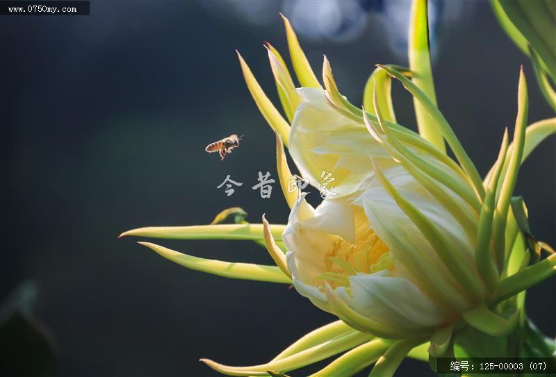 剑花情-灿烂_剑花,采摘,三江,洋美,收获