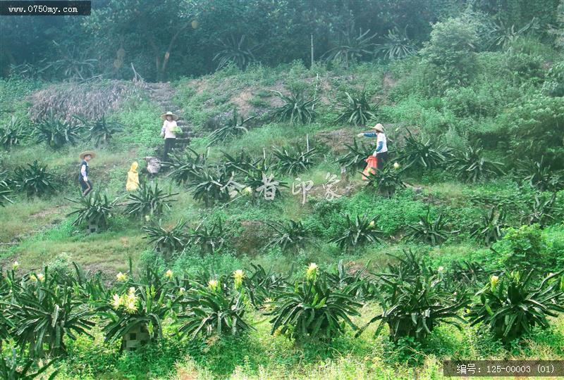 剑花情-剑花基地_剑花,采摘,三江,洋美,收获