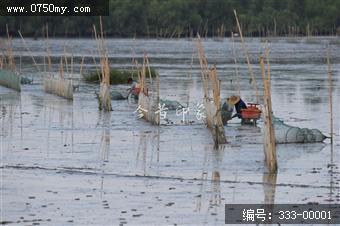 银湖湾之夏