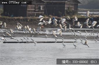 银湖湾杷琵鹭