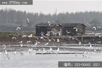 银湖湾杷琵鹭