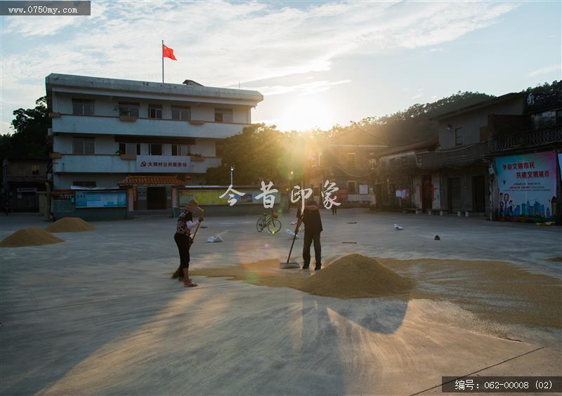 夏收_会城,大洞村,收成,稻谷