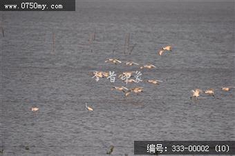 银湖湾杷琵鹭