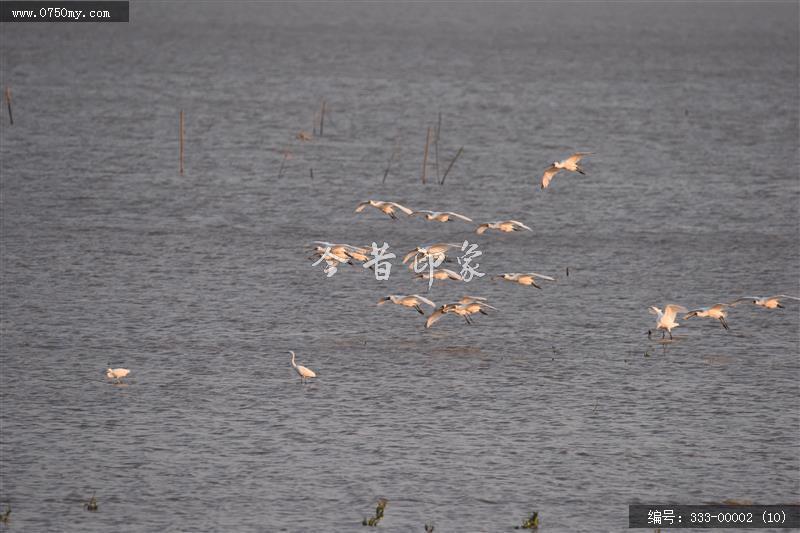 银湖湾杷琵鹭_银湖湾,生态,崖门,环境,景色,黑面杷琵鹭,候鸟
