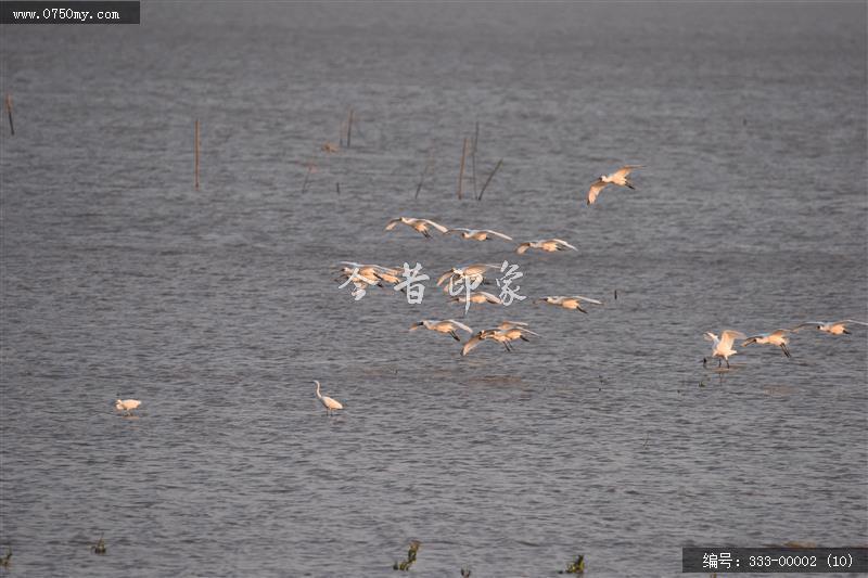 银湖湾杷琵鹭_银湖湾,生态,崖门,环境,景色,黑面杷琵鹭,候鸟