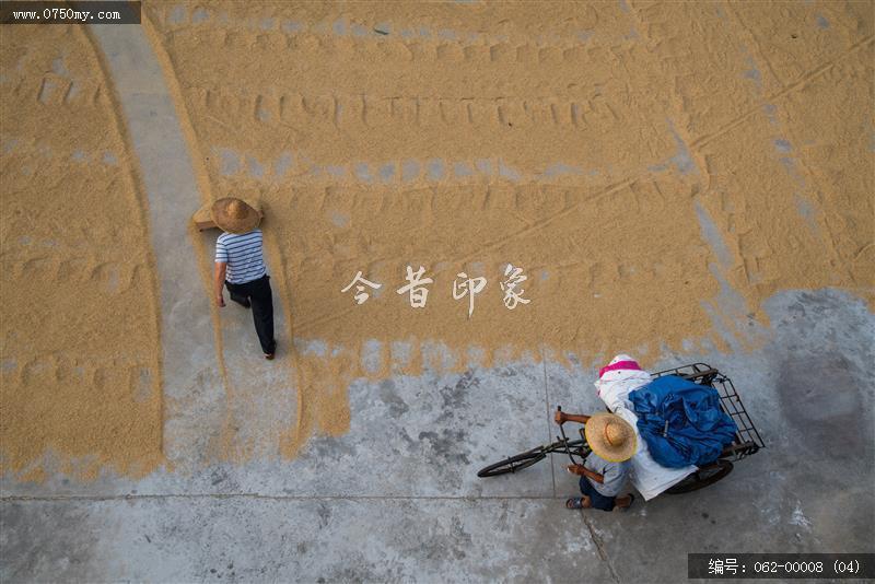 夏收_会城,大洞村,收成,稻谷