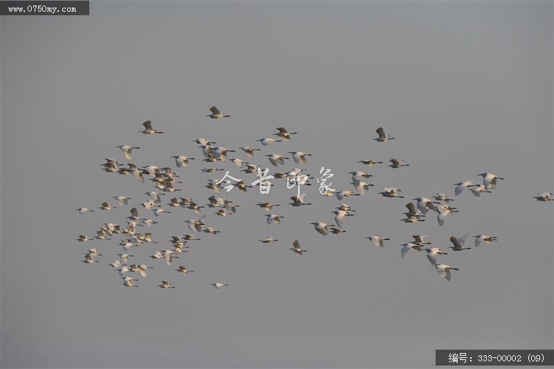 银湖湾杷琵鹭_银湖湾,生态,崖门,环境,景色,黑面杷琵鹭,候鸟