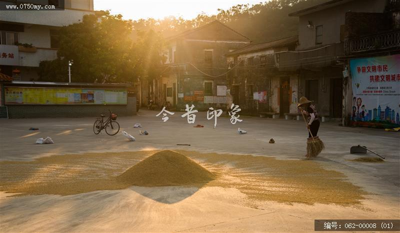 夏收_会城,大洞村,收成,稻谷