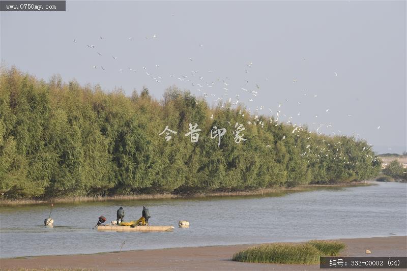 银湖湾杷琵鹭_银湖湾,生态,崖门,环境,景色,黑面杷琵鹭,候鸟