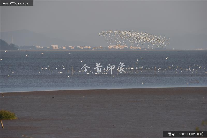 银湖湾杷琵鹭_银湖湾,生态,崖门,环境,景色,黑面杷琵鹭,候鸟