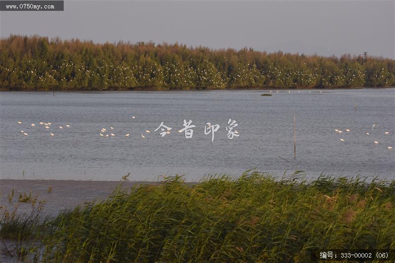 银湖湾杷琵鹭_银湖湾,生态,崖门,环境,景色,黑面杷琵鹭,候鸟