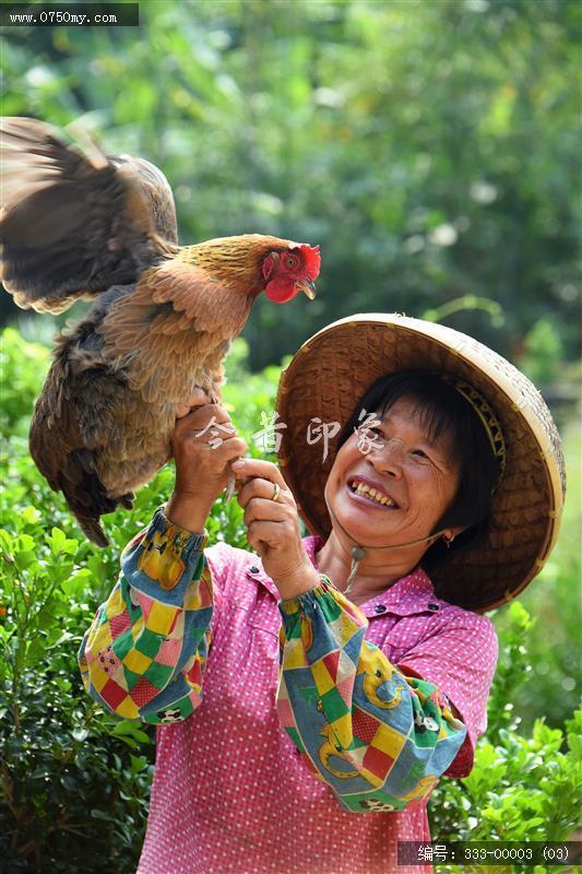 睦州养鸡场_养殖,鸡,农村,农业,养鸡,睦州