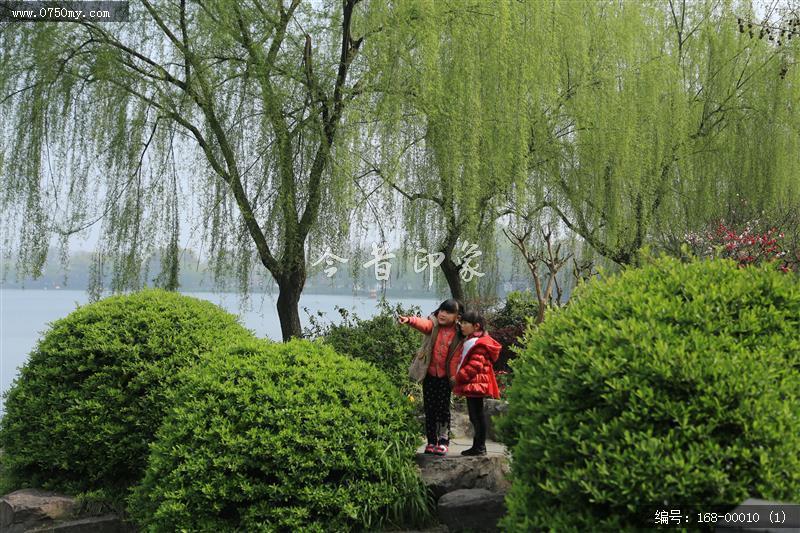 杭州西湖_西湖,美景,景色,自然景观,柳树