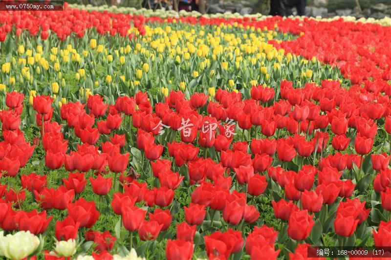 杭州太子湾_太子湖,景色,植物,花,盛开的花,旅游,景点
