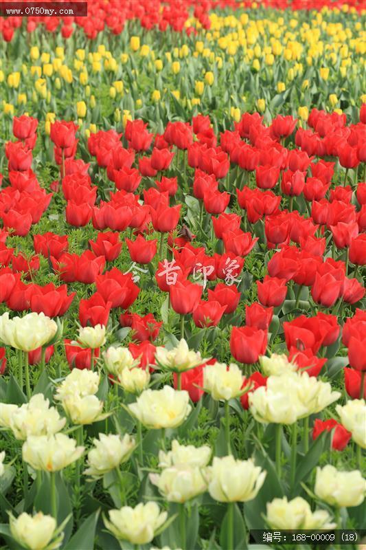 杭州太子湾_太子湖,景色,植物,花,盛开的花,旅游,景点