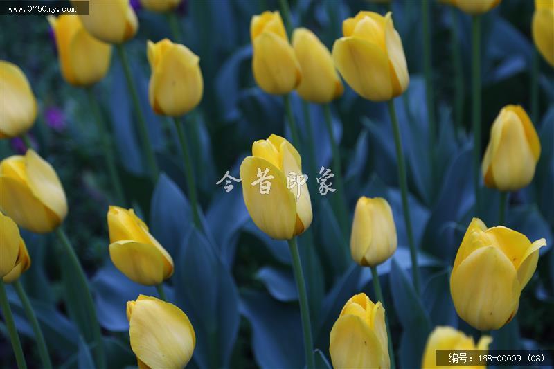 杭州太子湾_太子湖,景色,植物,花,盛开的花,旅游,景点