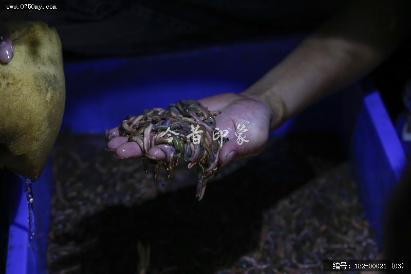 捕捉禾虫_禾虫,疣吻沙蚕,捕捞,.特色食品