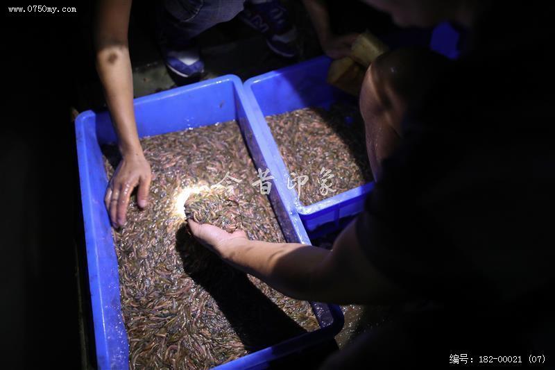 捕捉禾虫_禾虫,疣吻沙蚕,捕捞,.特色食品