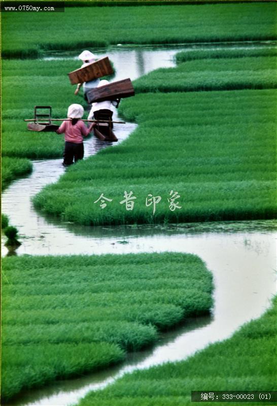 大鳌围垦_往昔,农业,大鳌,围垦,民风