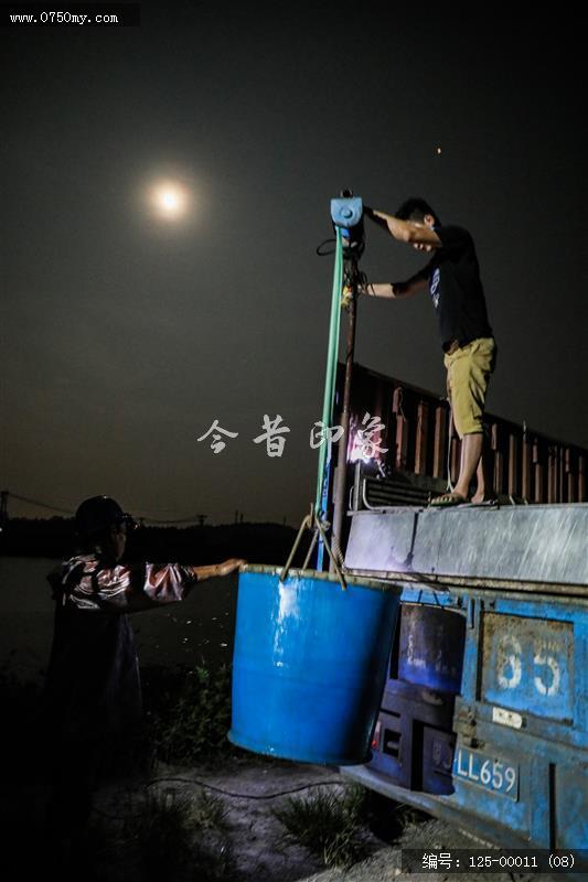 出渔记——上车_鱼塘,捉鱼,卖鱼,渔民,渔业,司前,雅山