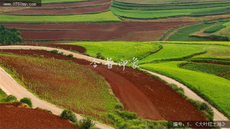 大叶红土地_红土地,旅游,风景,红土,景色