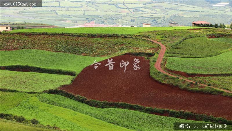 红绿相间_红土地,旅游,风景,红土,景色