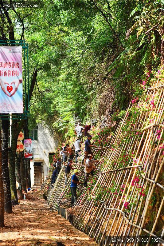 圭峰路雨后山边维护_排栅,圭峰,道路,维护,雨后,工作