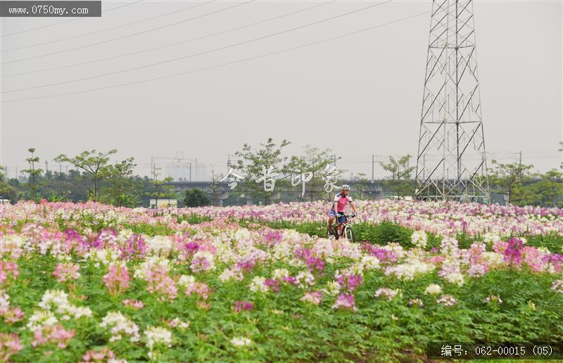 城轨站附近花海_城轨,花海,花,环境