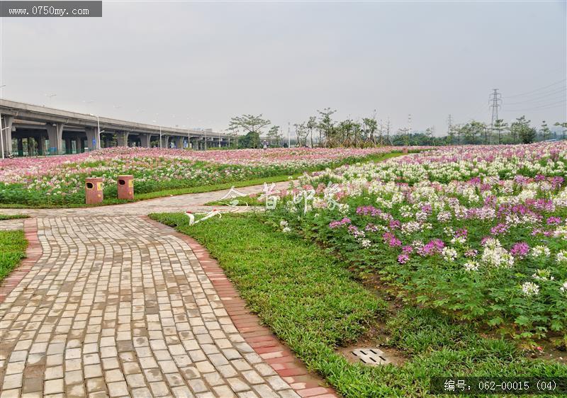 城轨站附近花海_城轨,花海,花,环境