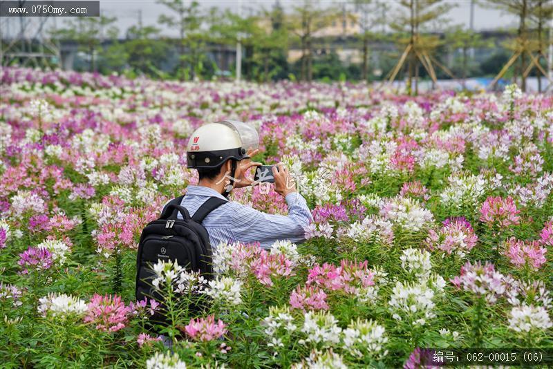 城轨站附近花海_城轨,花海,花,环境