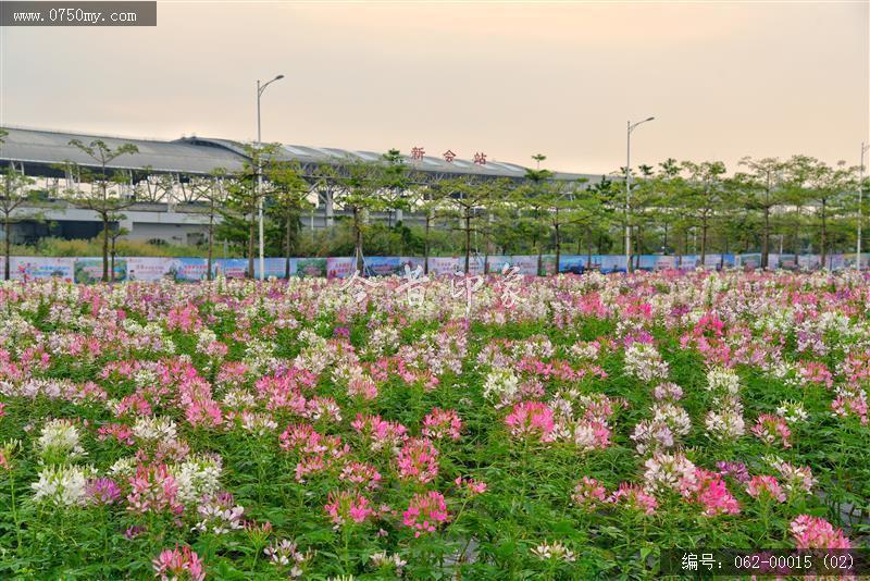 城轨站附近花海_城轨,花海,花,环境