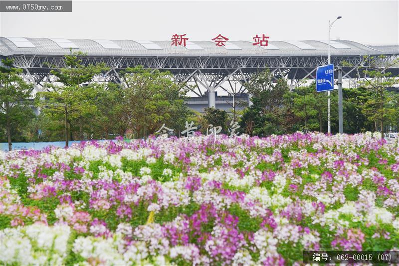 城轨站附近花海_城轨,花海,花,环境