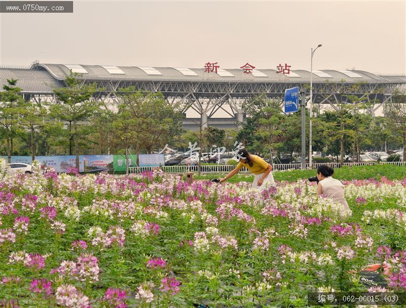 城轨站附近花海_城轨,花海,花,环境